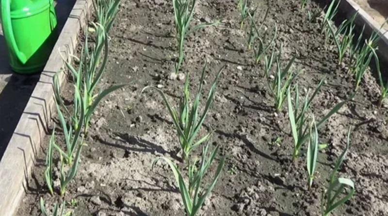 Первая подкормка чеснока - азотная. 