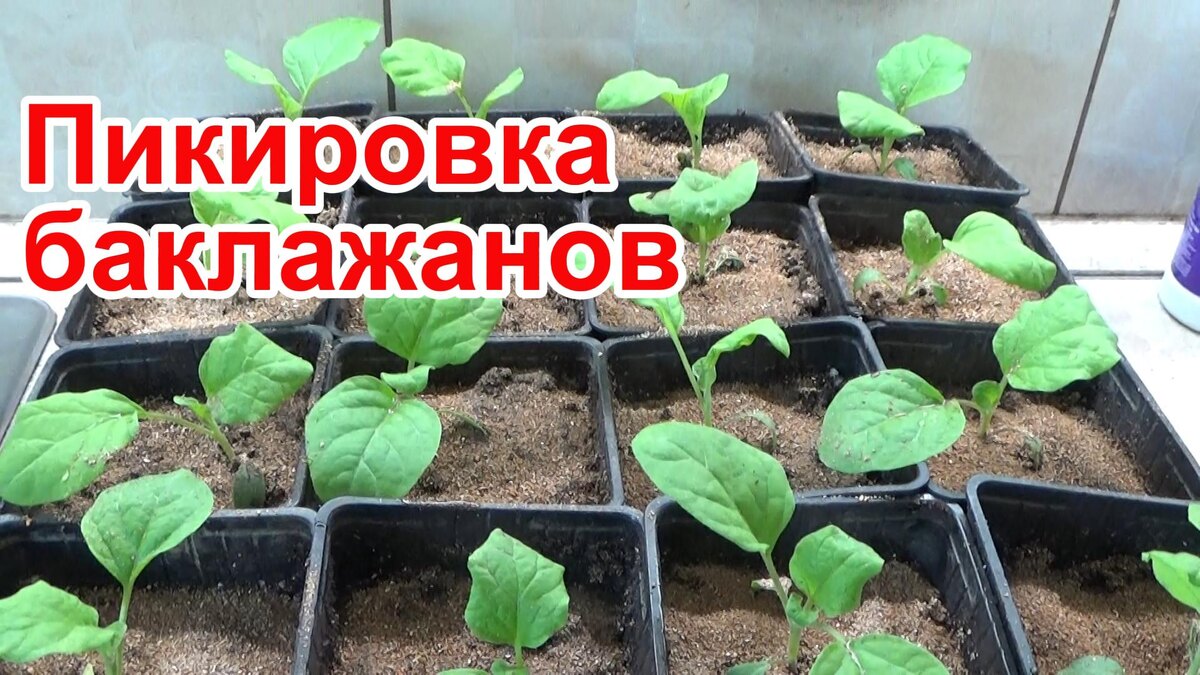 Пикировка баклажанов.
