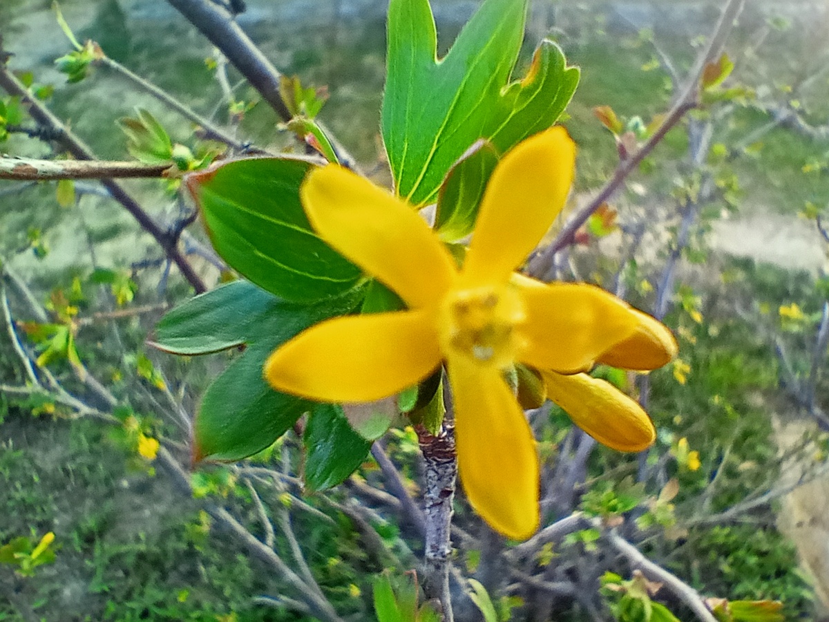 Золотистая смородина