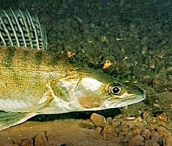 Приятная категория.