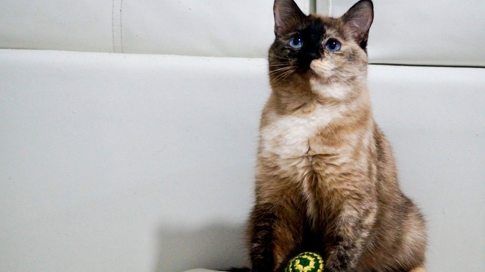 «Плакала в подвале, пытаясь выбраться через щель окна»: зоопсихолог спасала кошку с необычной внешностью по кличке Наоми