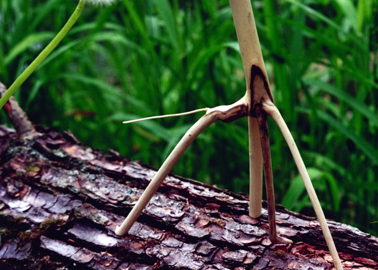 Ещё немного лесных скульптур.