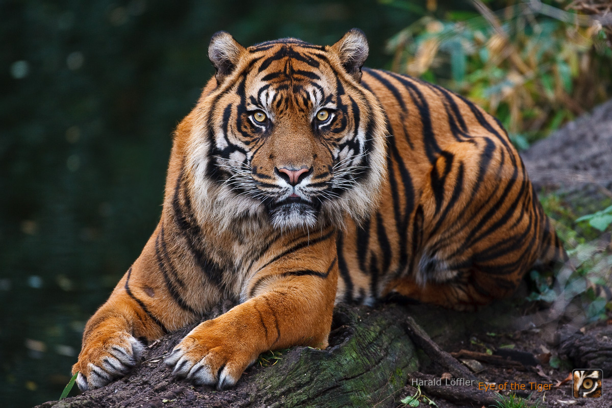 Фото с сайта: https://eye-of-the-tiger.com/blog/tiger/