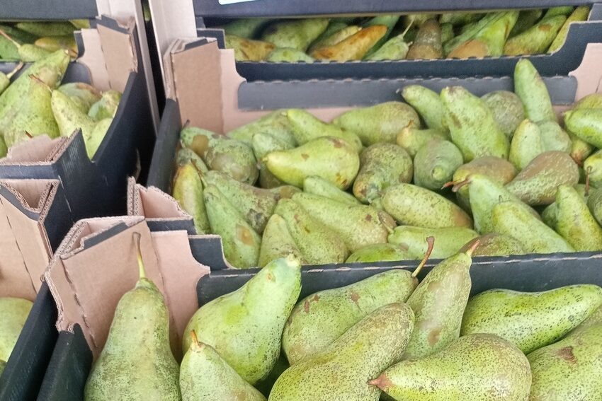    Фото: Россельхознадзор