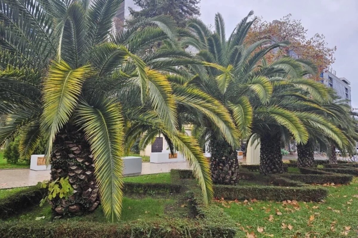    В Сочи во всех парках и просто на улицах растут пальмы. Гулять под ними – одно удовольствие.