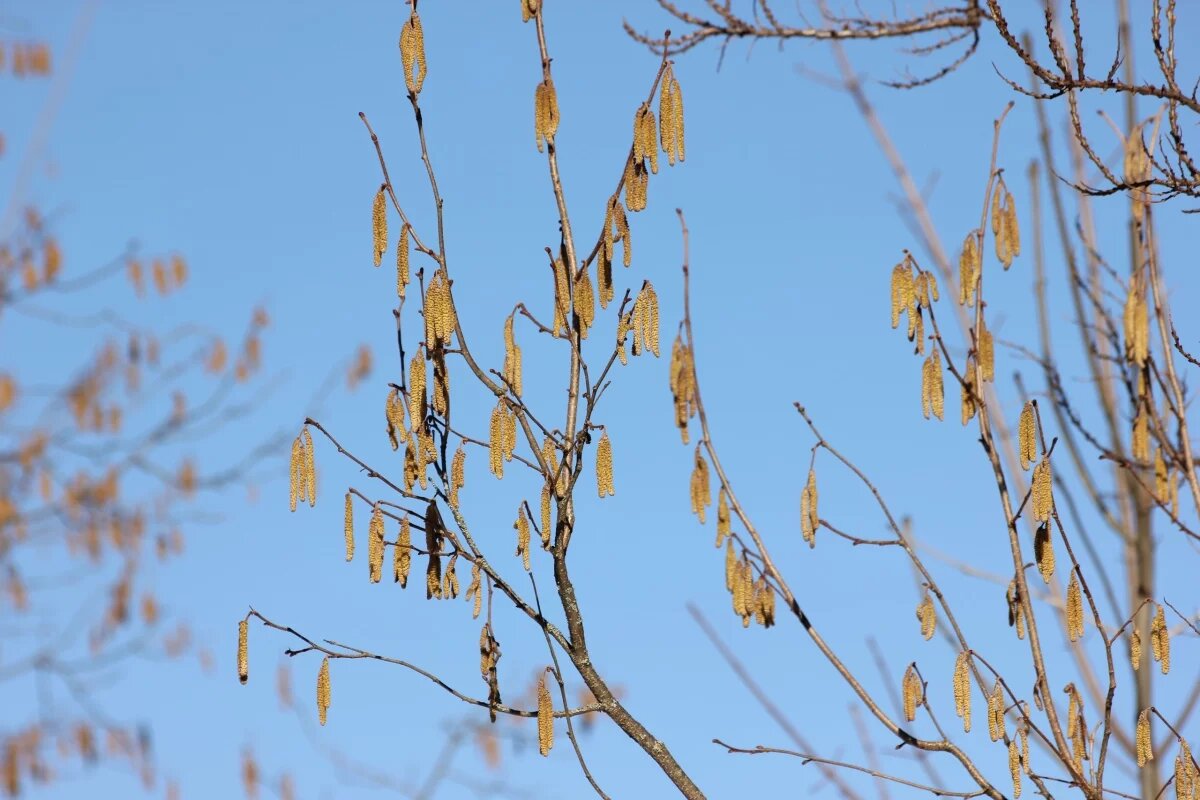    23 марта в Туле прогнозируют пятибалльную магнитную бурю и до +7℃