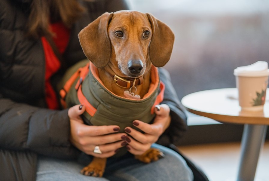 Автор: Дарья Кашина 