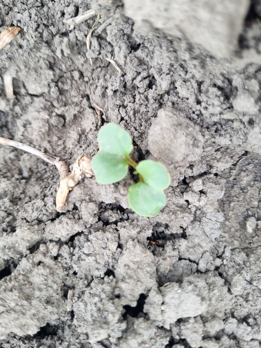 Редиска всходит