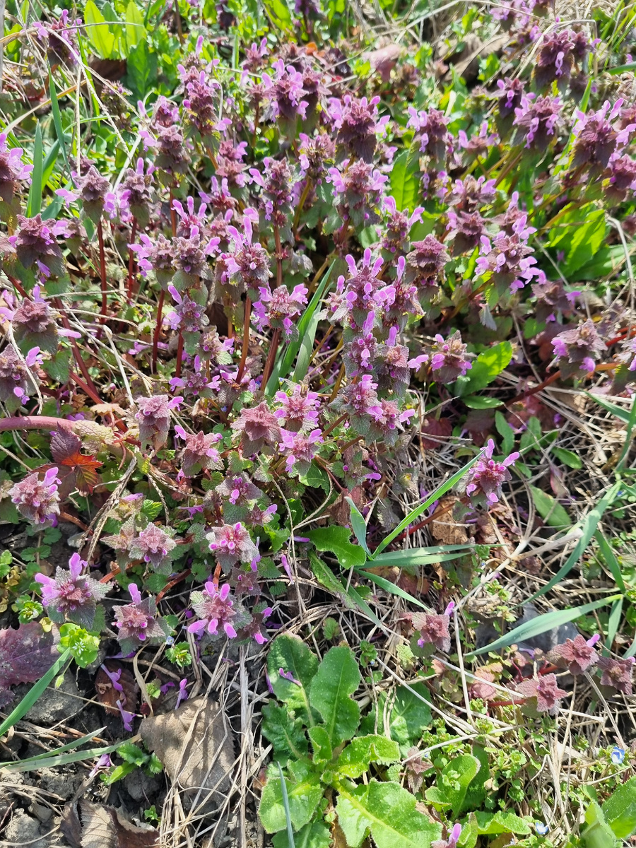 Заросли мои