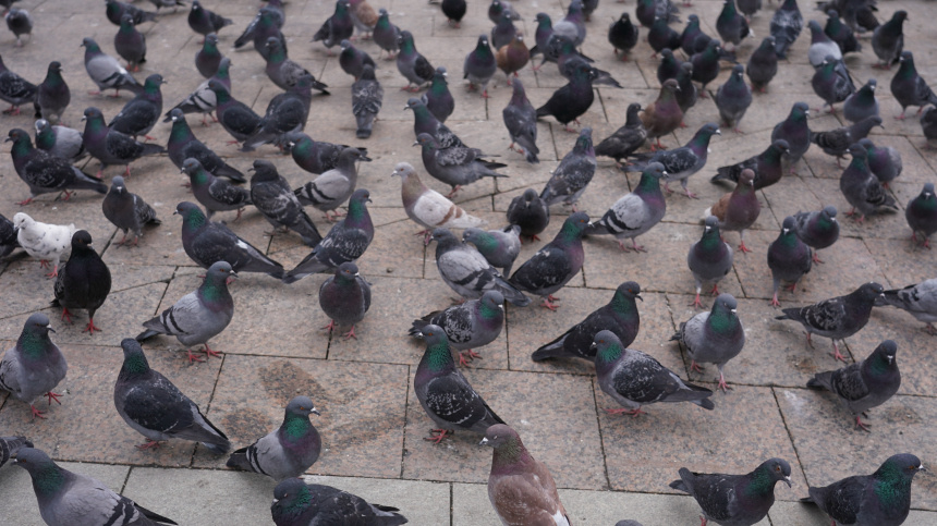    Фото: ИЗВЕСТИЯ/Павел Бедняков