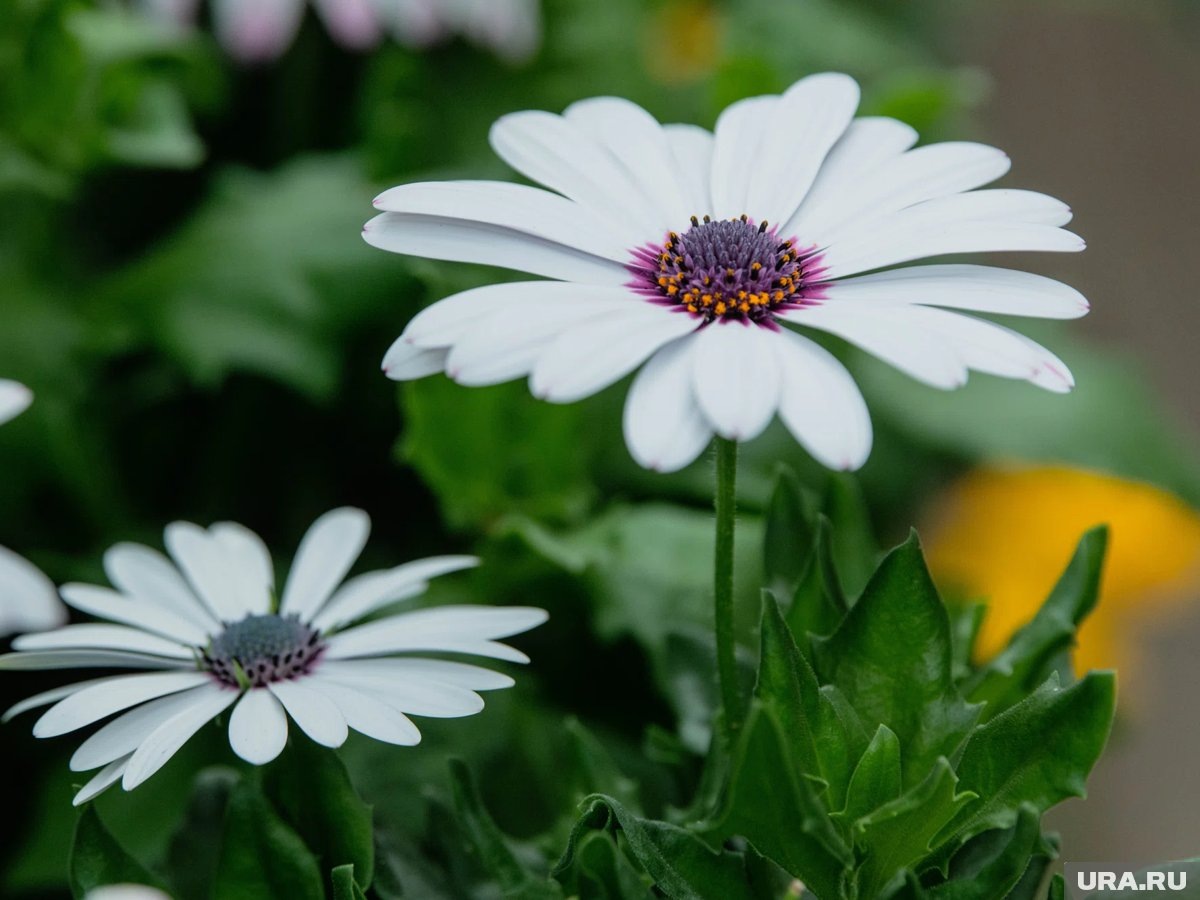     Мартовская посевная — ответственный этап в жизни садовода