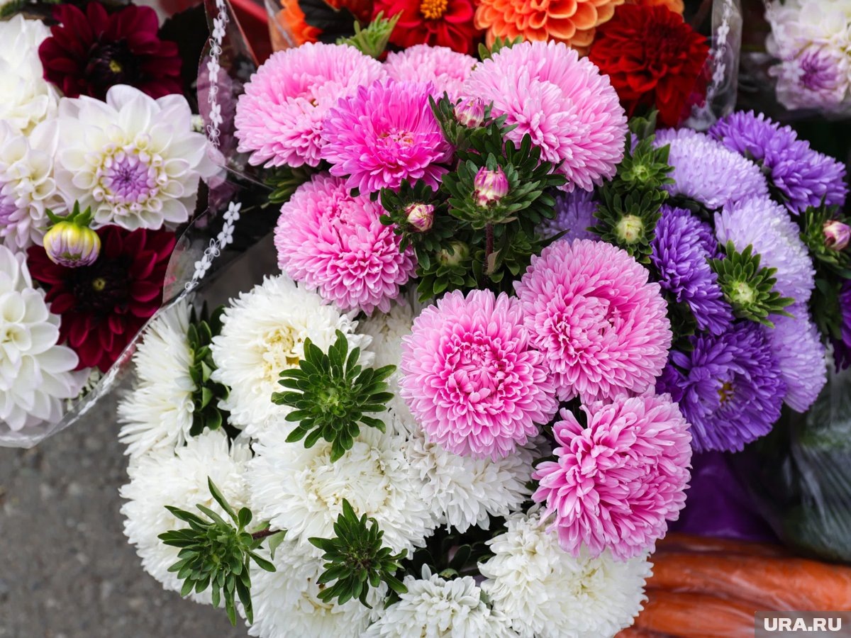    Астры категорически нельзя сеять на рассаду в домашних условиях — рассада вытягивается и болеет