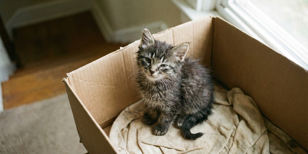 Соседка раздала котят. Последнего не хотел никто