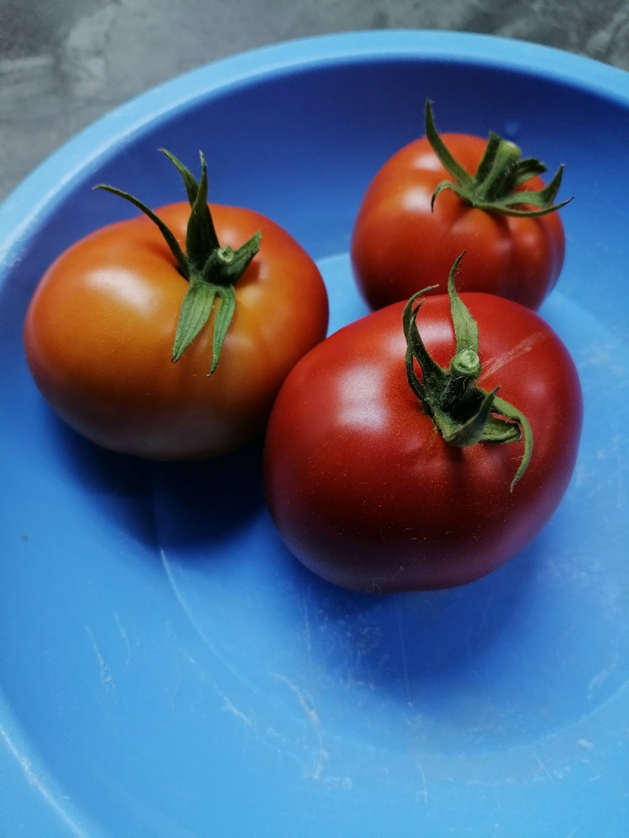 Первый урожай помидоров сорта Аляска