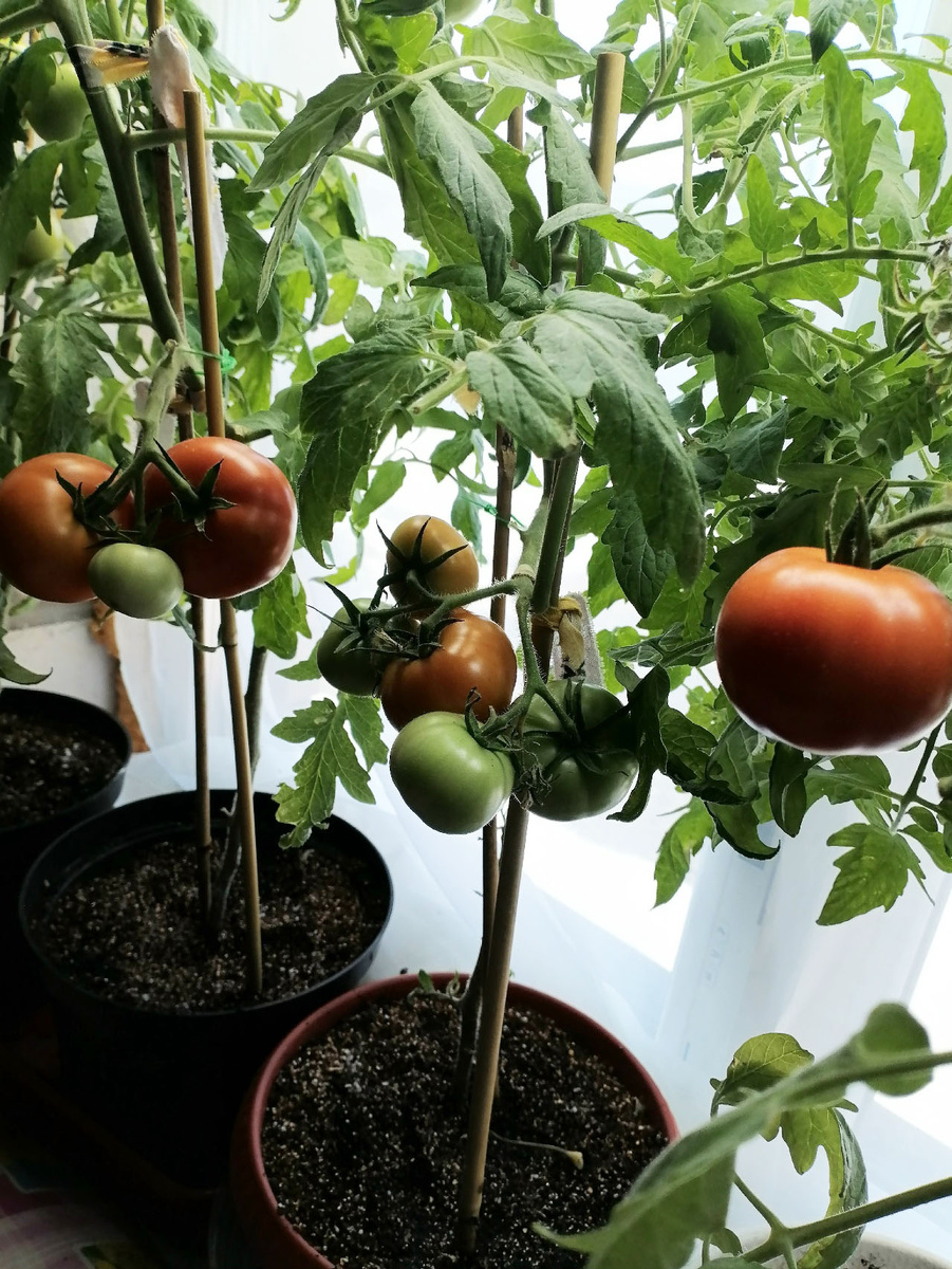 Второй урожай пока еще только созревает