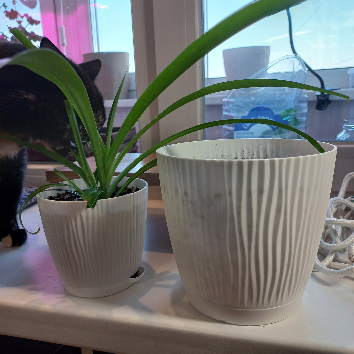 Белые рельефные горшочки на 0.7 и 2 литра. Фото автора.