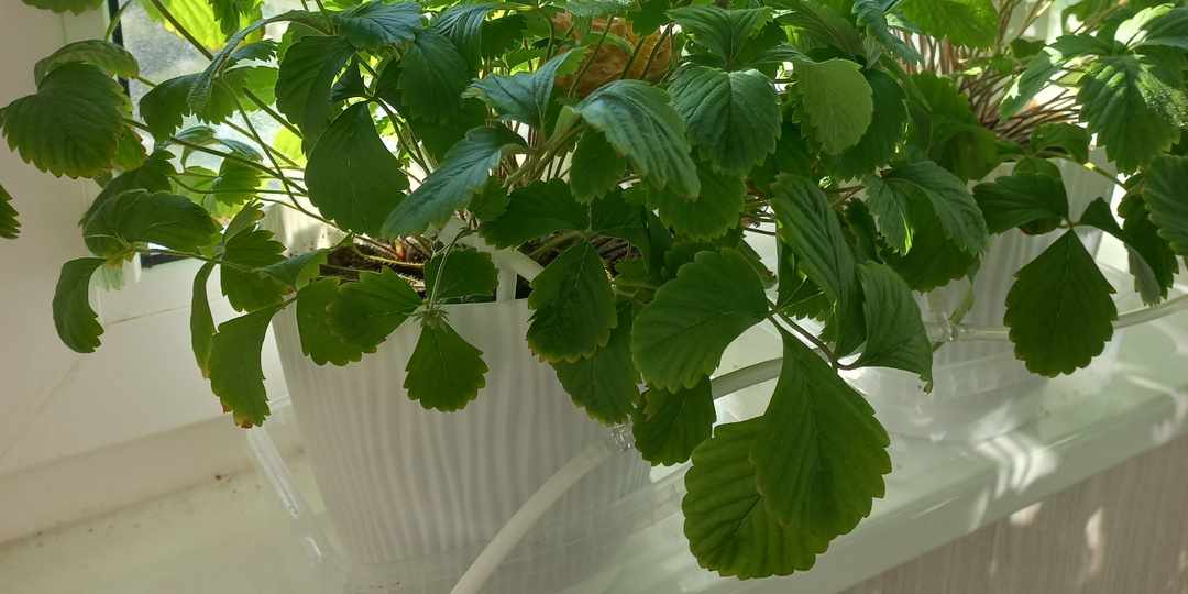 От фитолампы до автополива: как обустроить мини-огород на балконе