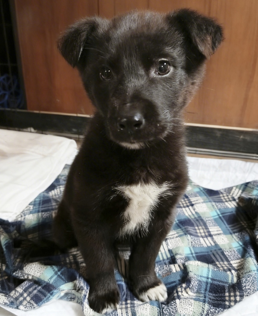 Красавица Кэти 