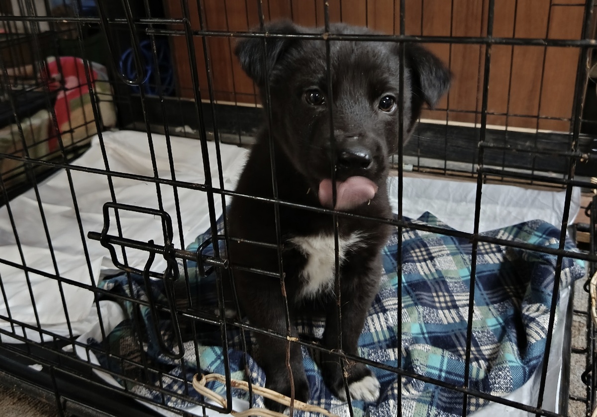 И очень громкоголосой 