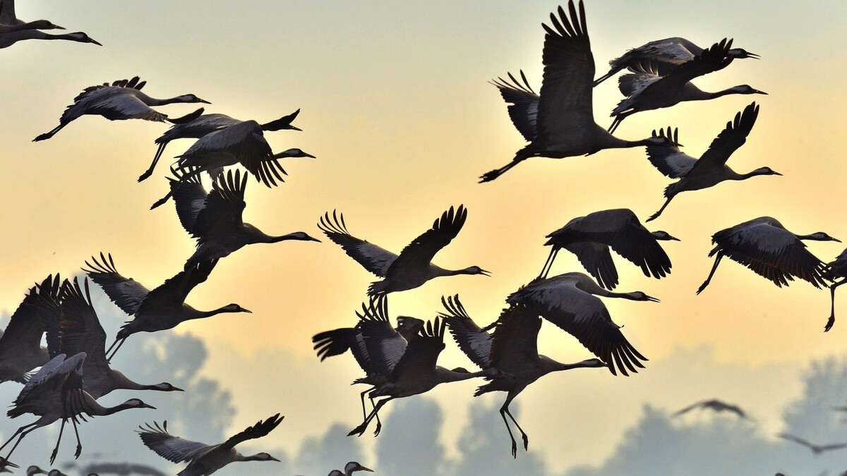    Фото: Sergey Uryadnikov/Shutterstock/Fotodom