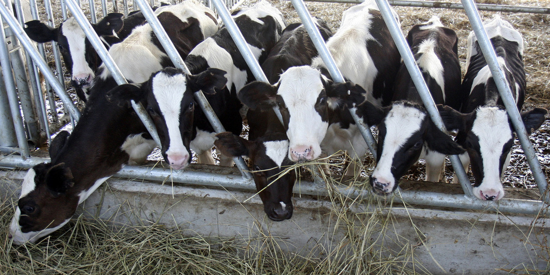 Коров убивают в редких случаях: биолог объяснила, почему можно было не резать скот в Сибири