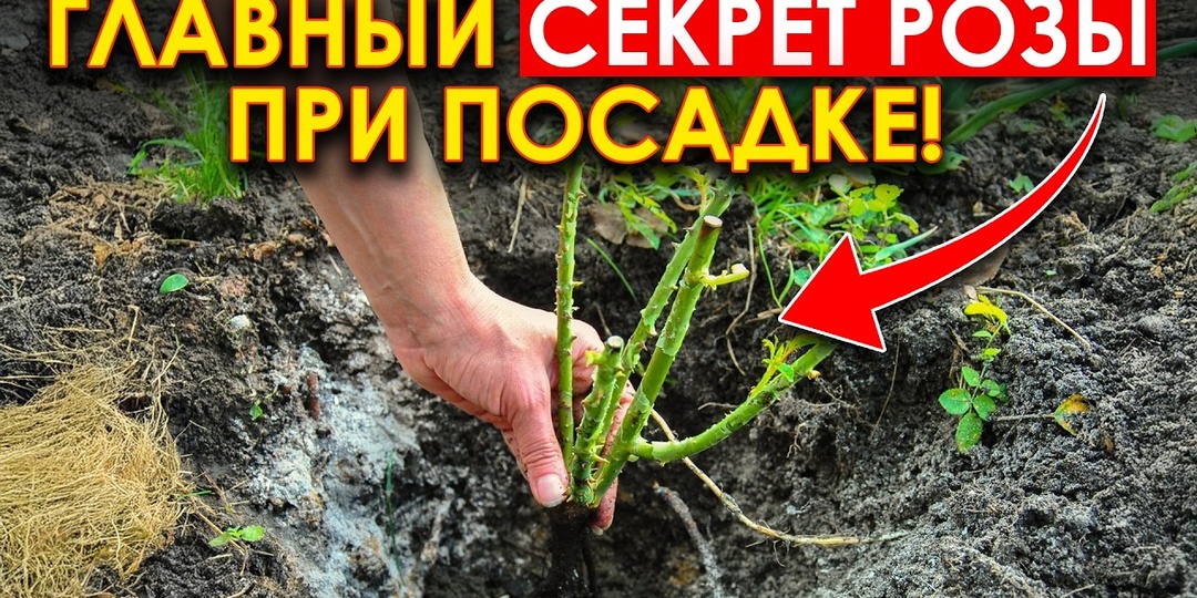 Как понять, что розу пора пересаживать и как весной это сделать правильно