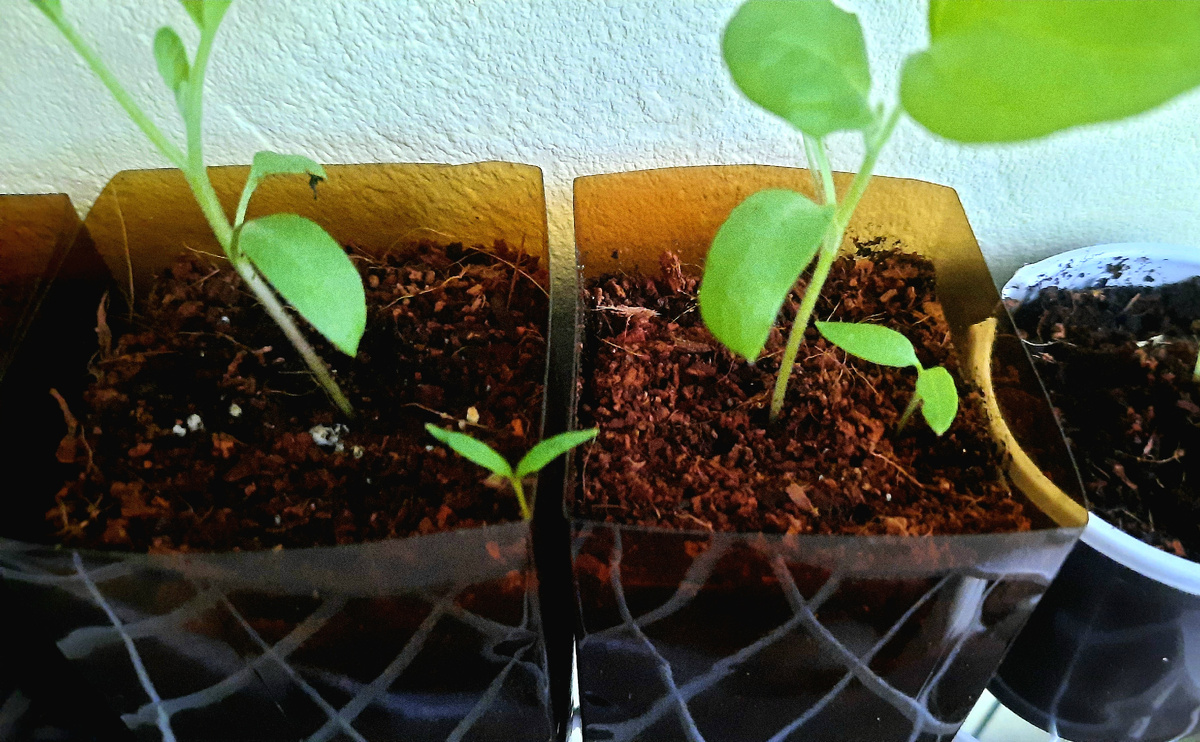 Фото автора. Подселенцы.