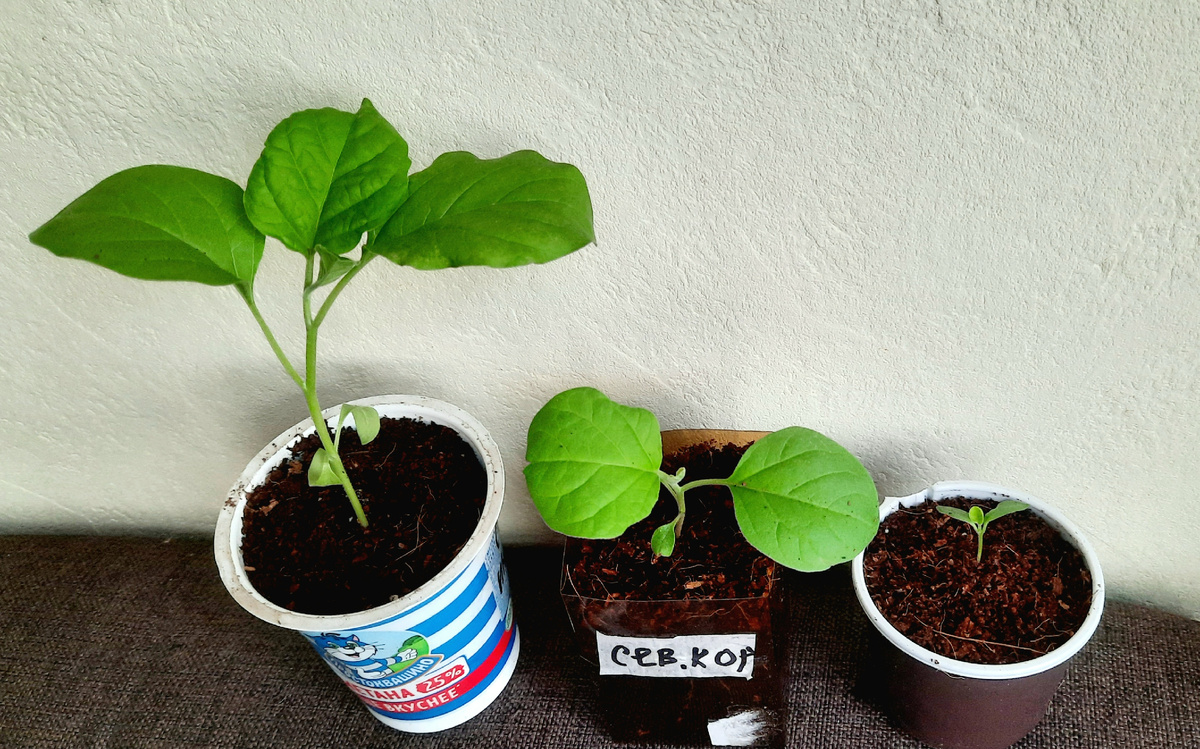 Фото автора. 27.03.26г. Северный индиго, Король севера и неизвестный.