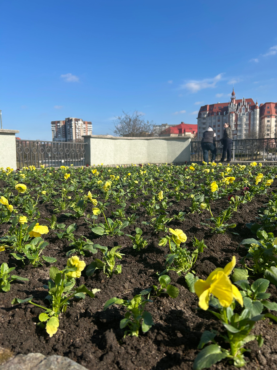 В марте уже высажены виолы