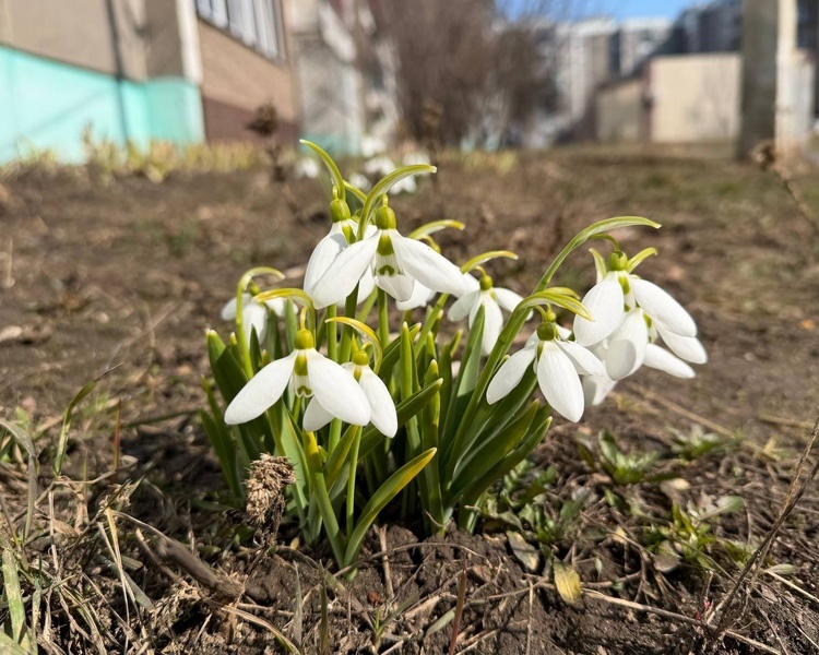     В Курской области 23 марта ожидаются туман и потепление до +11 градусов