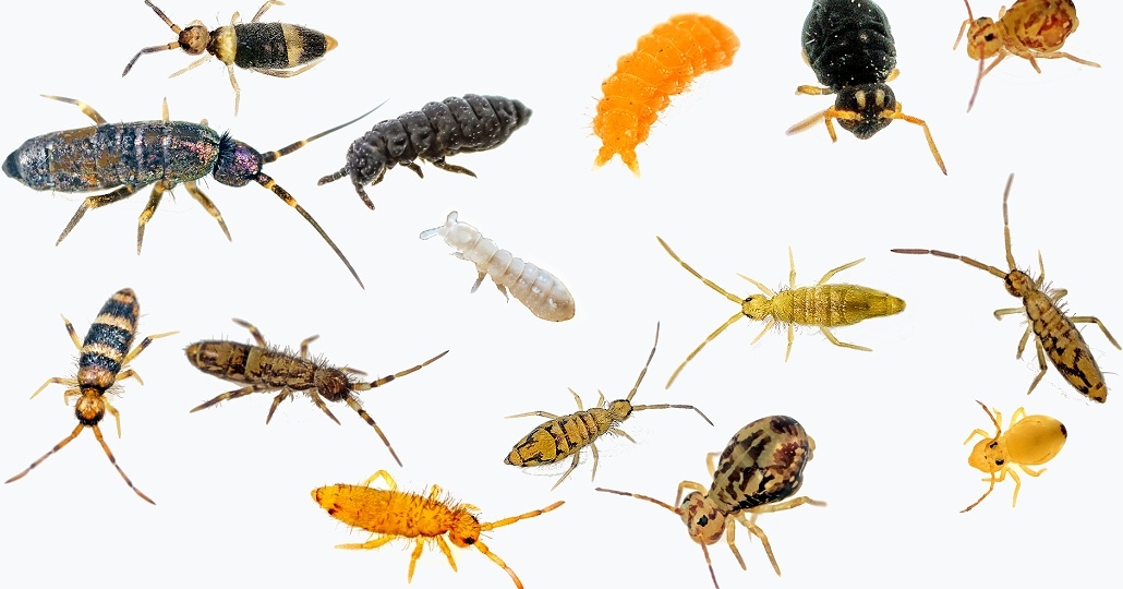 Коллемболы, или ногохвостки, или подуры.