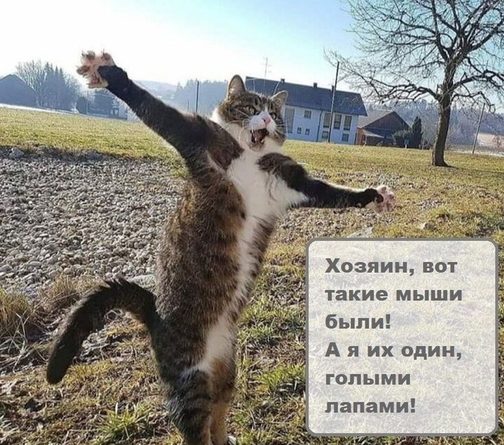 Вот так, как этот кот буду хвастаться!😸На Неваську этот кот похож.