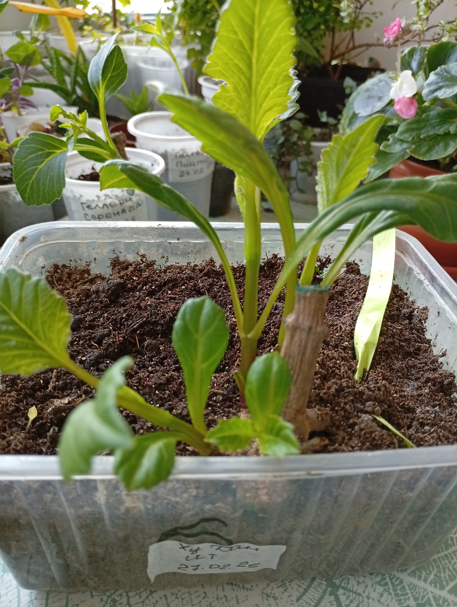 Хороший размер ростков для черенкования