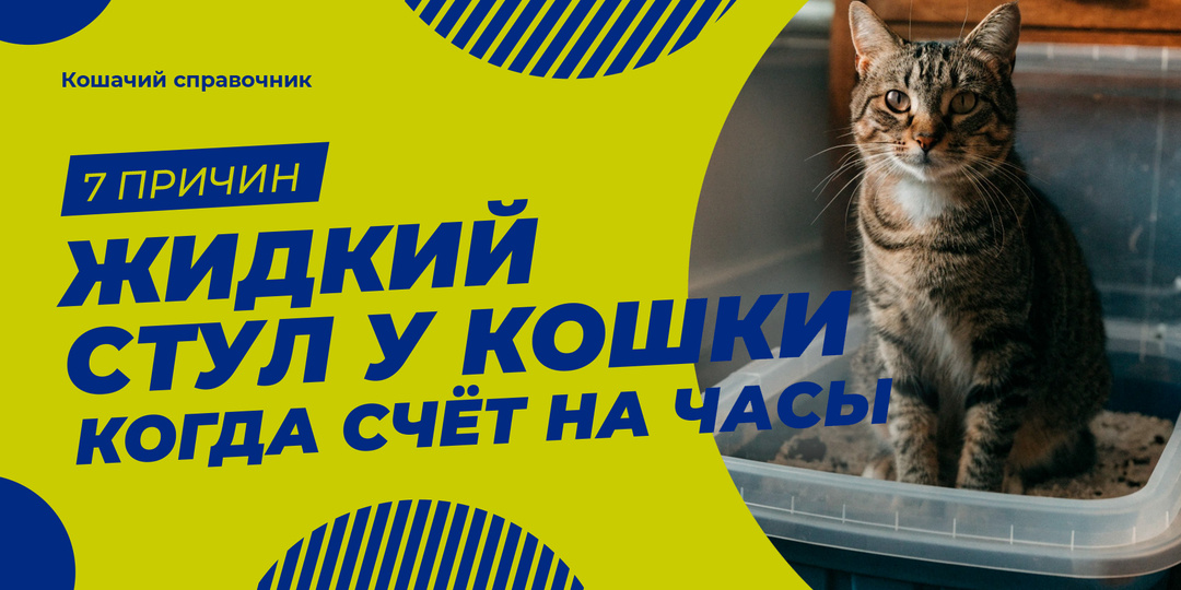 Жидкий стул у кошки: когда время терпит, а когда счёт на часы