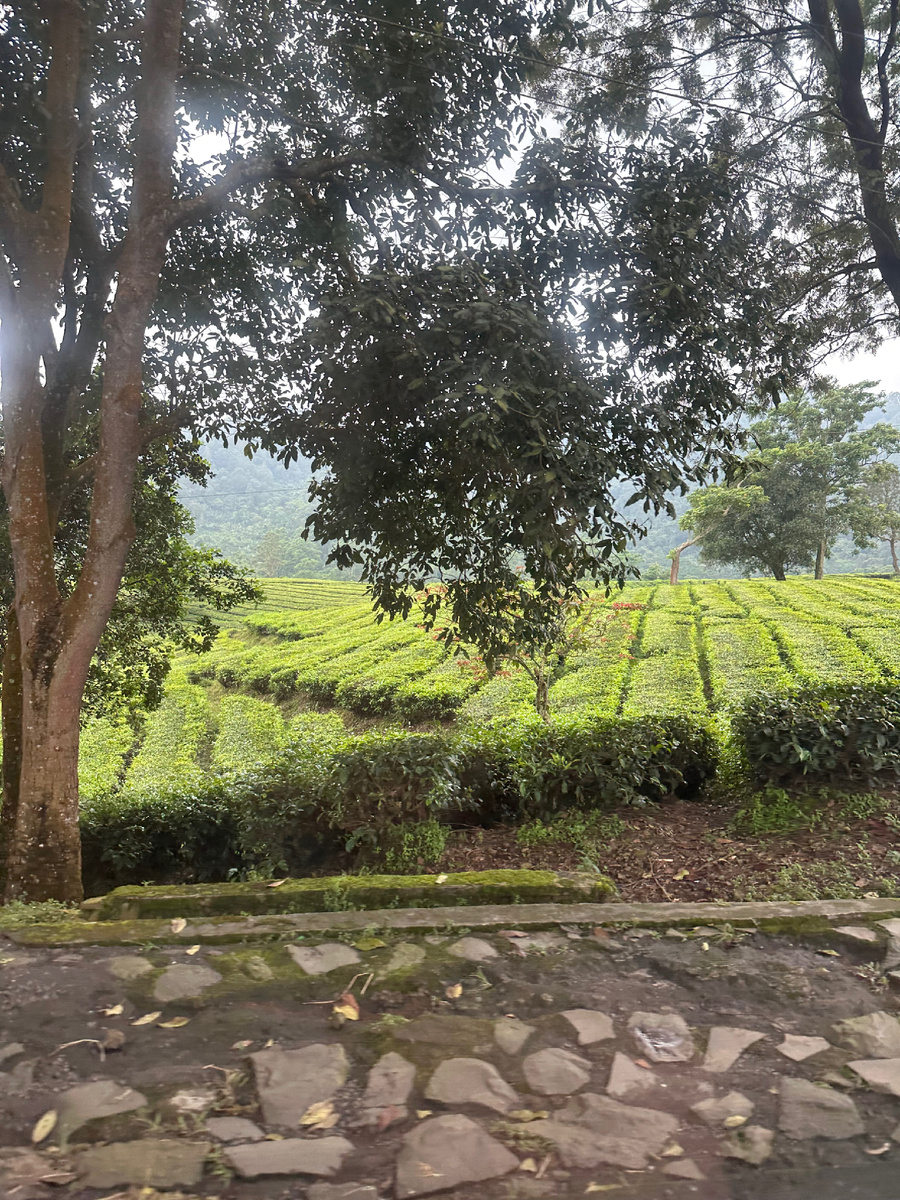 Чайные плантации, как на упоковках чая из нашего детства. 