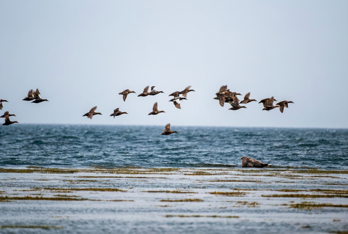    Перелетные птицы (фото РИА)