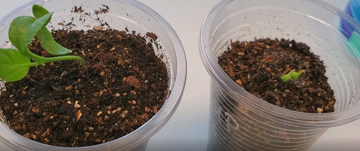 Сросшиеся семядольные листья и скрученные семядольные листья