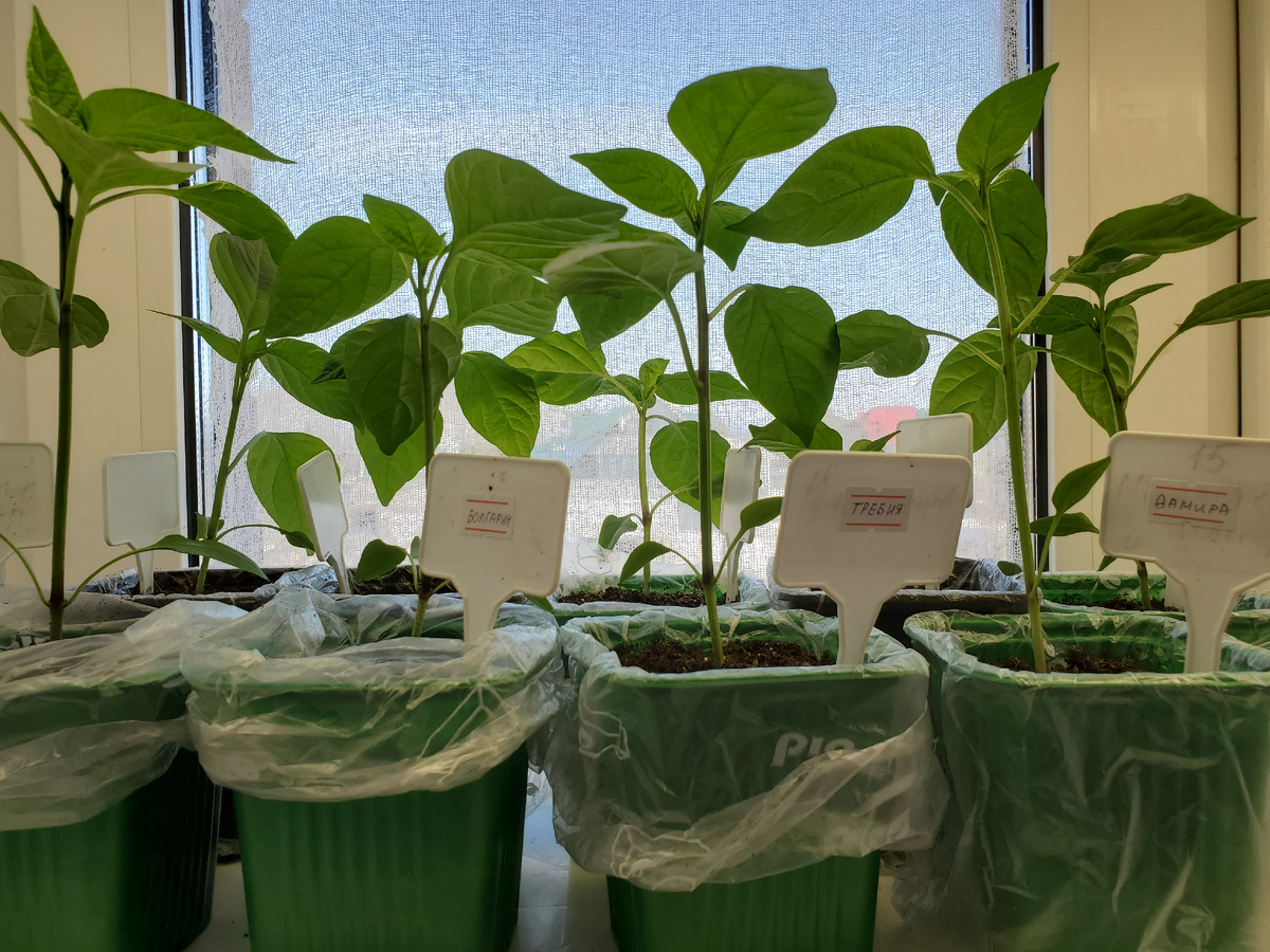 Перец среднеранний перед перевалкой