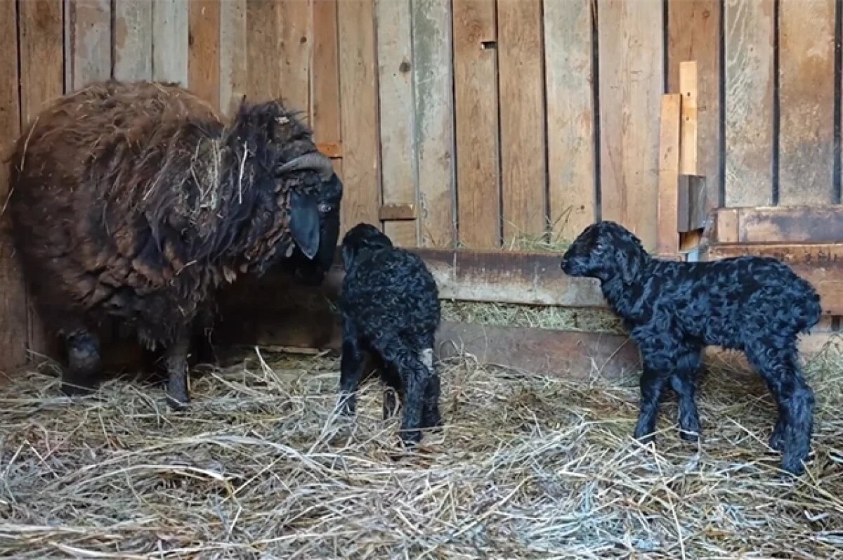    Два черных ягненка родились в зоопарке Барнаула