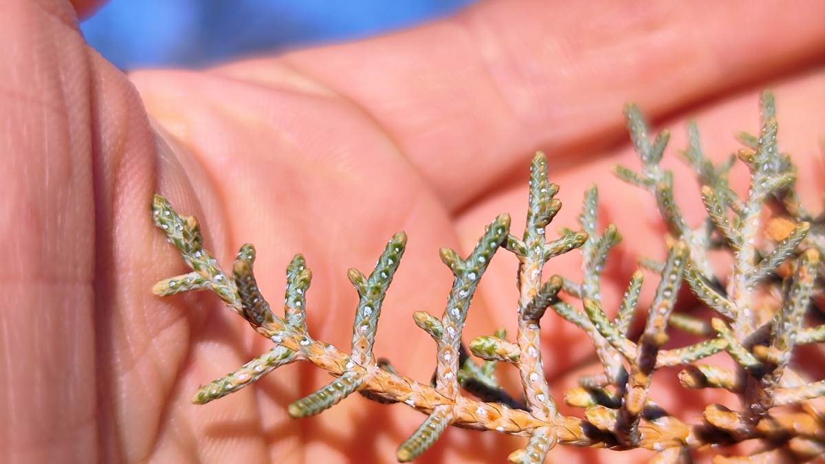 С цветом хвои у нашего Кипариса явные проблемы