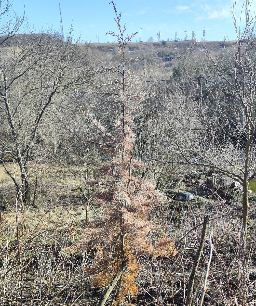 Кипарис Аризонский