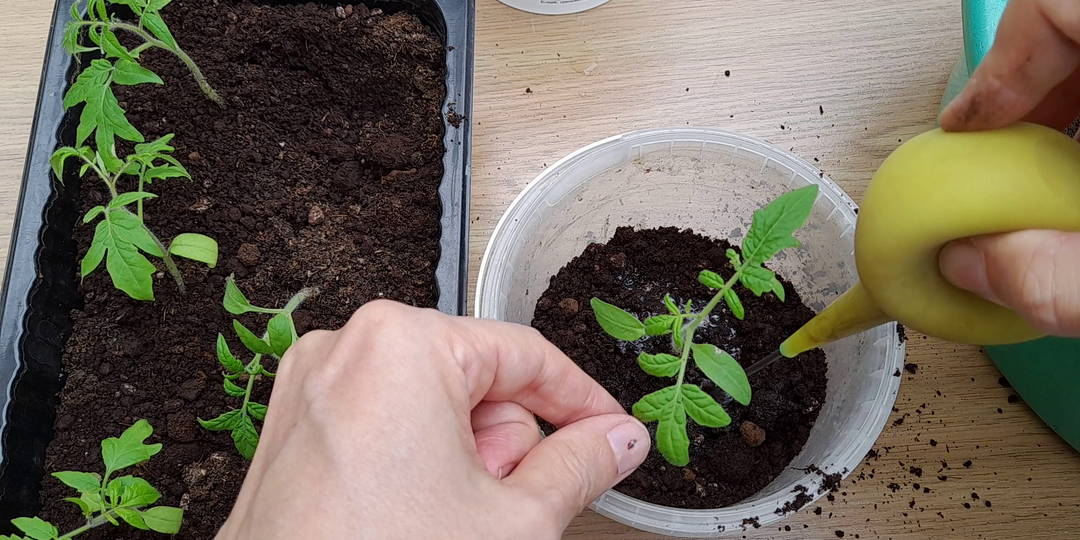 Пикируем томаты без стресса: простой способ пикировки рассады для обильного урожая