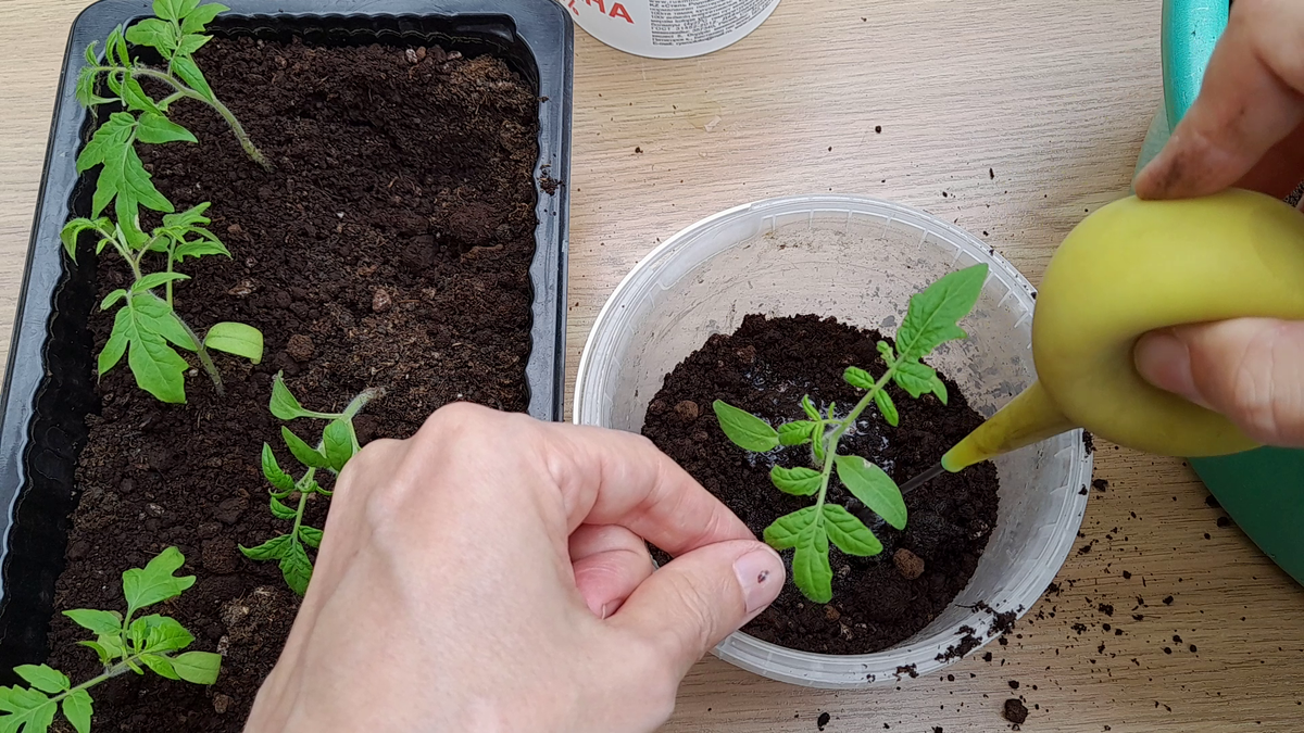 Пикируем томаты без стресса: простой способ пикировки рассады для обильного урожая. Фото автора.(Все права защищиены)