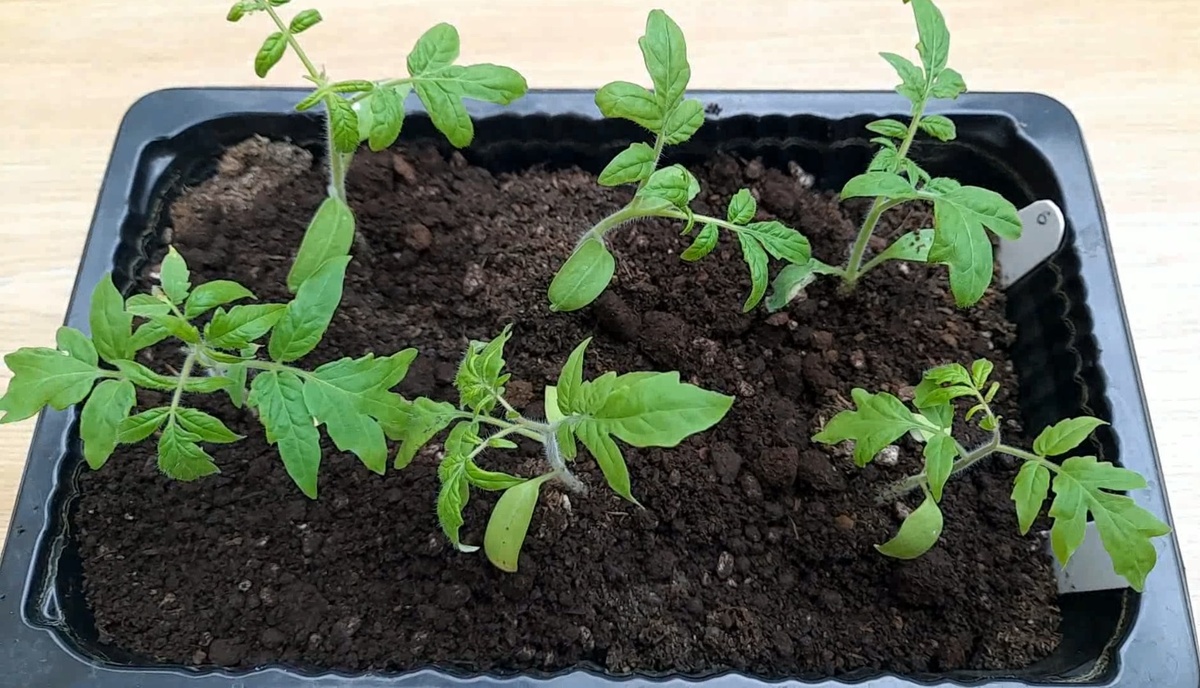 Пикируем томаты без стресса: простой способ пикировки рассады для обильного урожая. Фото автора.(Все права защищиены)