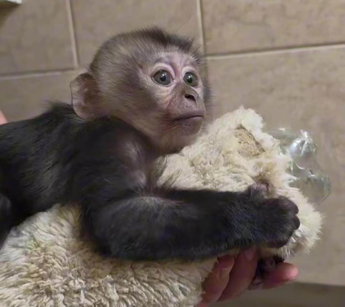 Фото: Ленинградский зоопарк