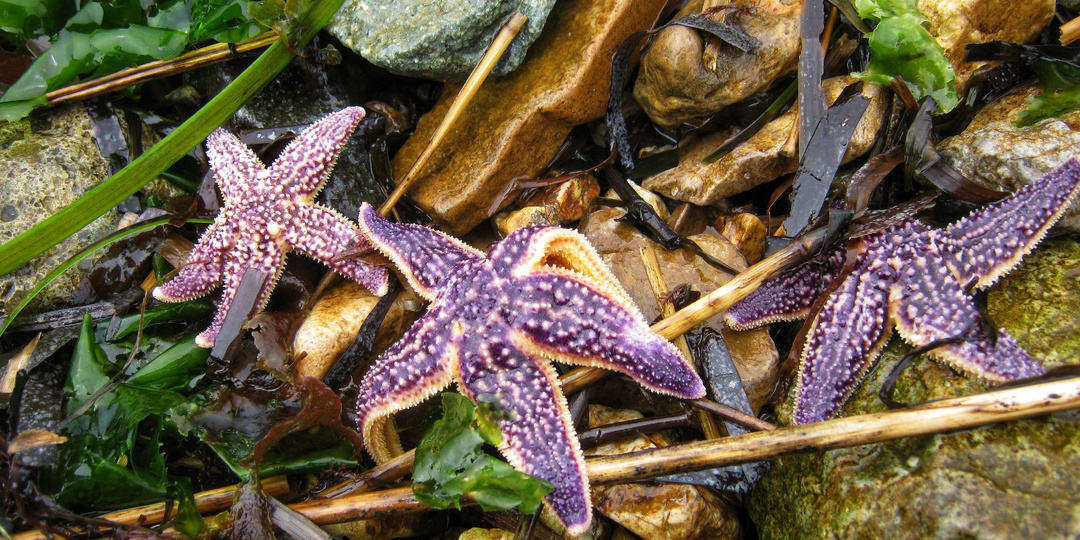 Токаревский маяк, часть 3. Морские звëзды и не только