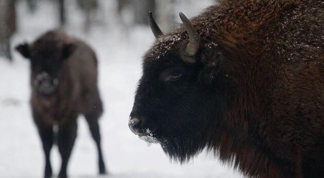    Поезд в Польше врезался в стадо зубров: трое животных погибли