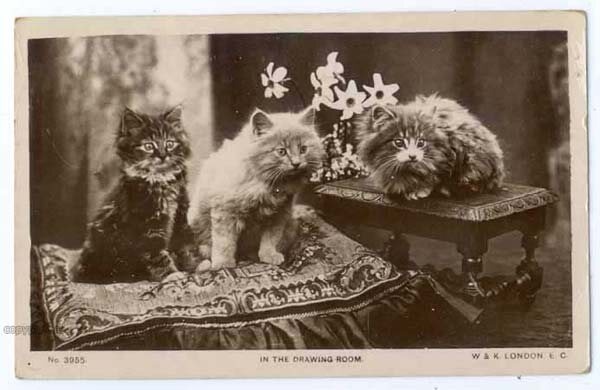 Котики викторианской эпохи