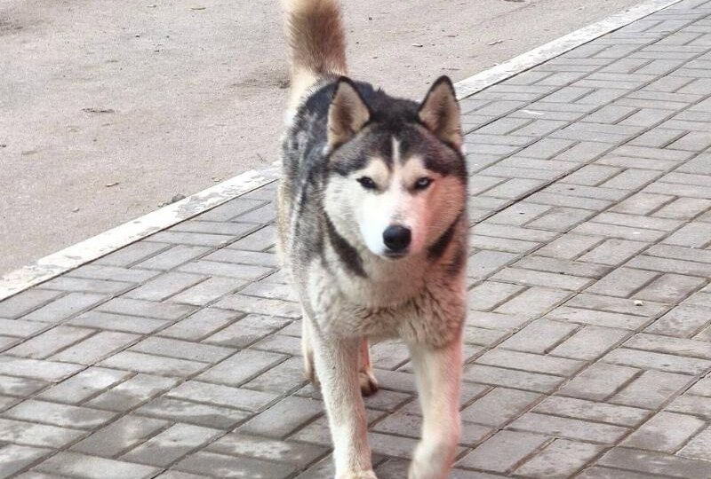 Хаски с гетерохромией каждую ночь приходит к супермаркету в Волжском в поисках еды и хозяина