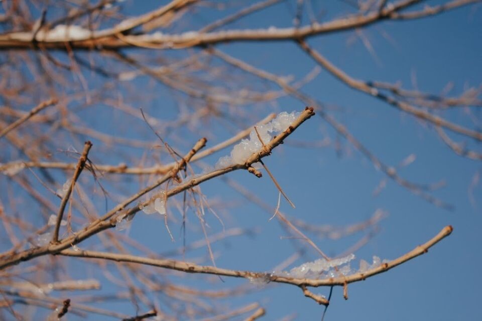    Весна. Деревья. Источник: Анна Меньшикова